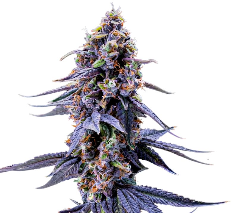 Rene Mist cannabis seeds packaging, Royal King Seeds USA