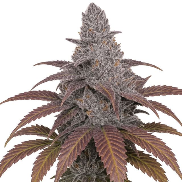 Sangria cannabis seeds packaging — Royal King Seeds USA