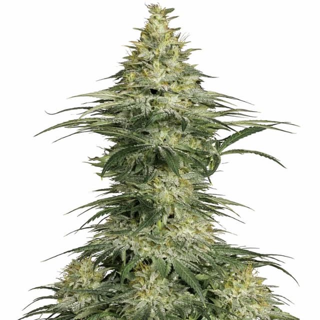 Sensi Star cannabis seeds packaging — Royal King Seeds USA