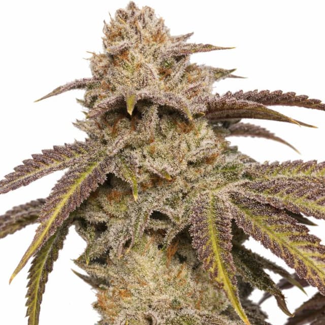 SFV OG cannabis seeds packaging — Royal King Seeds USA
