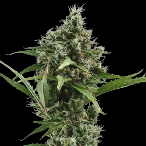 Sour Ape Feminized