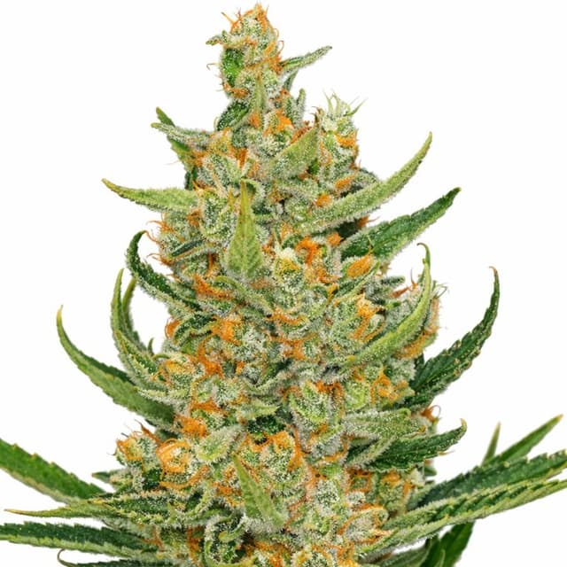 Space Bomb cannabis seeds packaging — Royal King Seeds USA