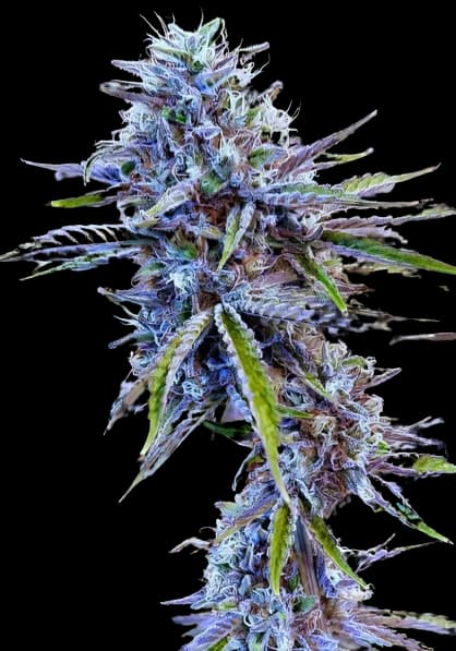 Stardawg cannabis seeds packaging — Royal King Seeds USA