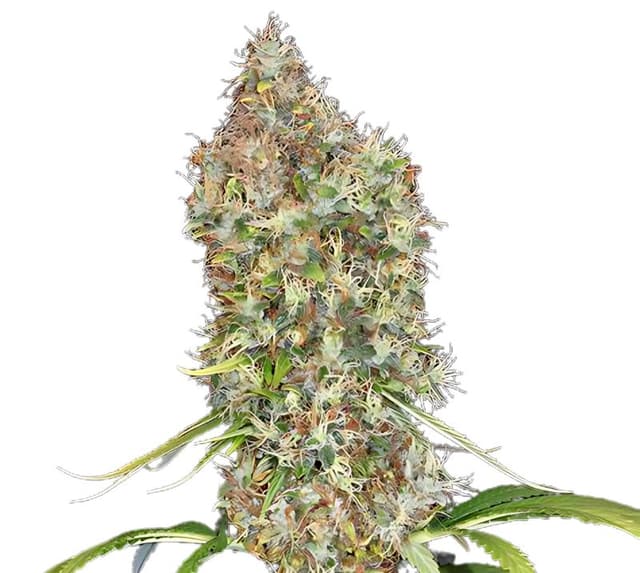 Super Bud cannabis seeds packaging, Royal King Seeds USA