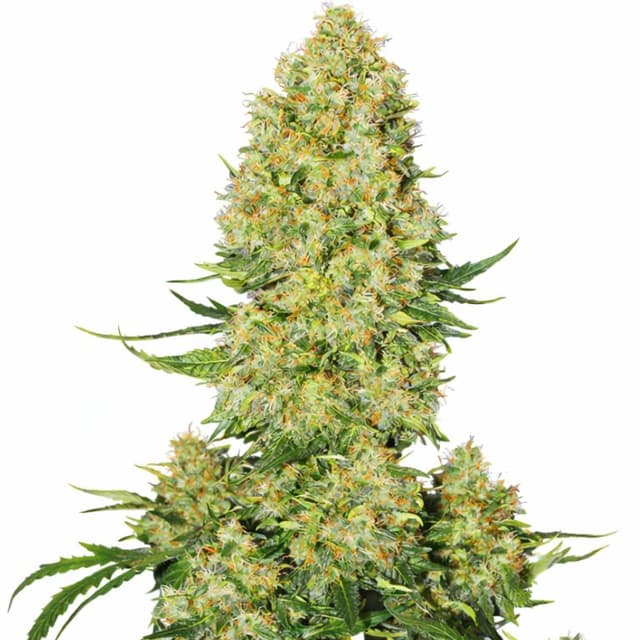 Super Skunk cannabis seeds packaging, Royal King Seeds USA