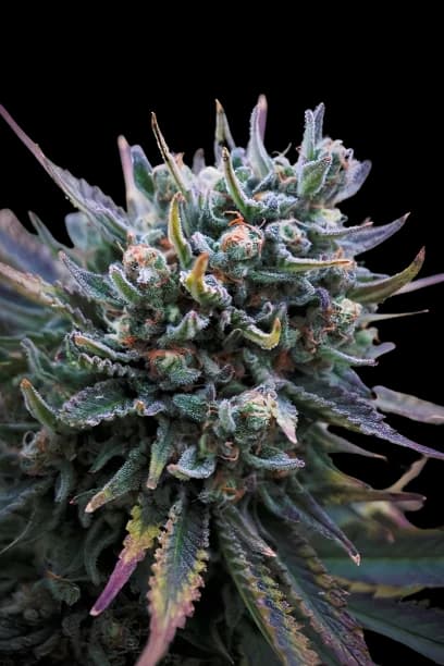 Supergirl Feminized
