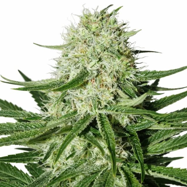 Suzy Q CBD cannabis seeds packaging — Royal King Seeds USA
