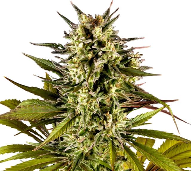 Sweet ZZ Feminized