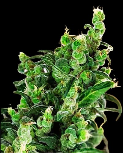 Tangerine Kush cannabis seeds packaging, Royal King Seeds USA