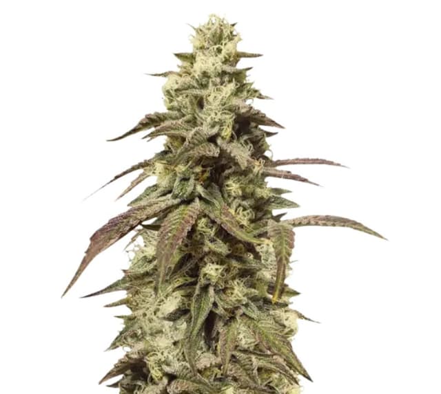 The OX cannabis seeds packaging, Royal King Seeds USA