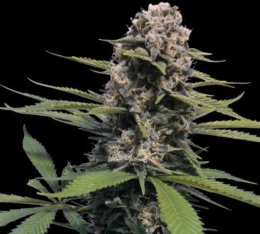 Timewreck Feminized