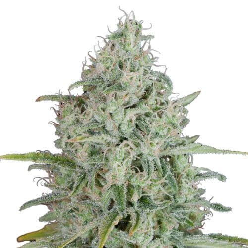UK Cheese cannabis seeds packaging — Royal King Seeds USA