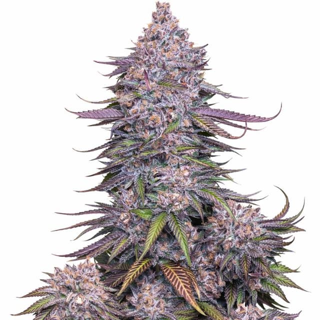 Venom OG cannabis seeds packaging, Royal King Seeds USA
