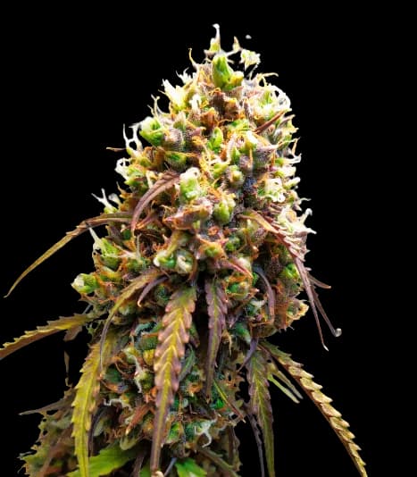 West OG cannabis seeds packaging — Royal King Seeds USA