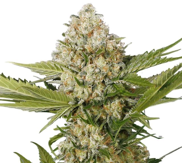 White Buffalo Auto
