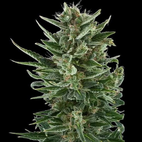 White Gold cannabis seeds packaging, Royal King Seeds USA
