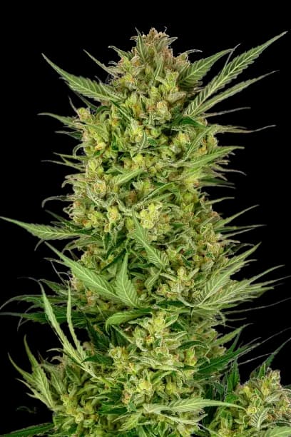Yeti OG cannabis seeds packaging — Royal King Seeds USA
