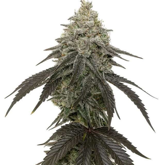 Zebra Cake Feminized