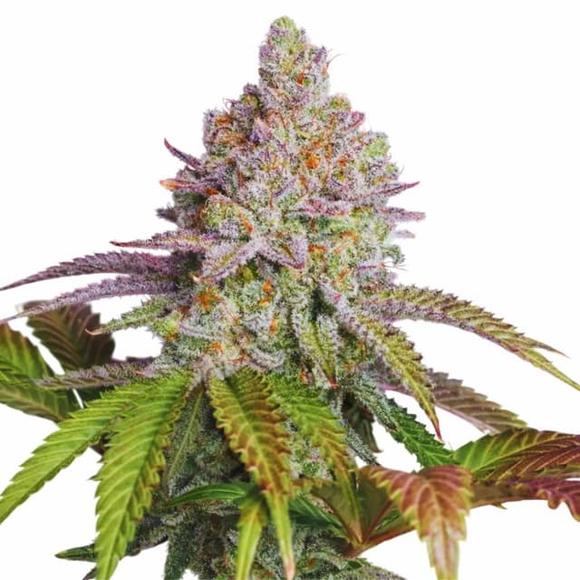 Zkittlez cannabis seeds packaging — Royal King Seeds USA