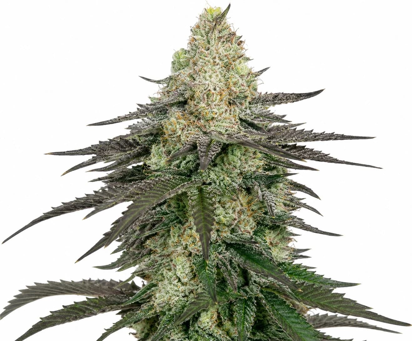 Premium feminized cannabis bud β frosty trichome-coated flower