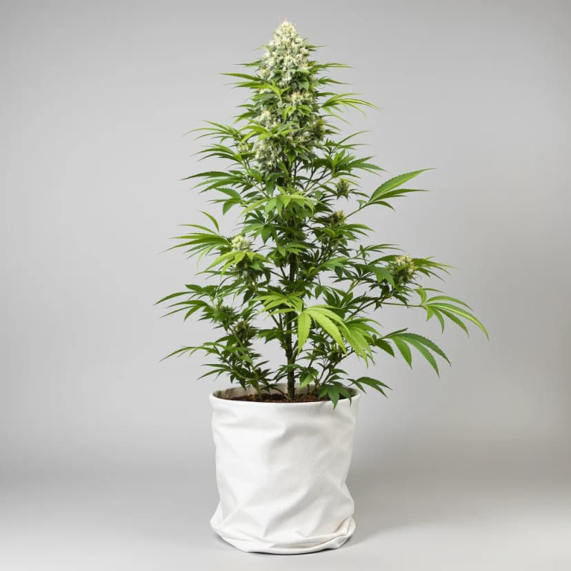 $100 OG feminized cannabis plant