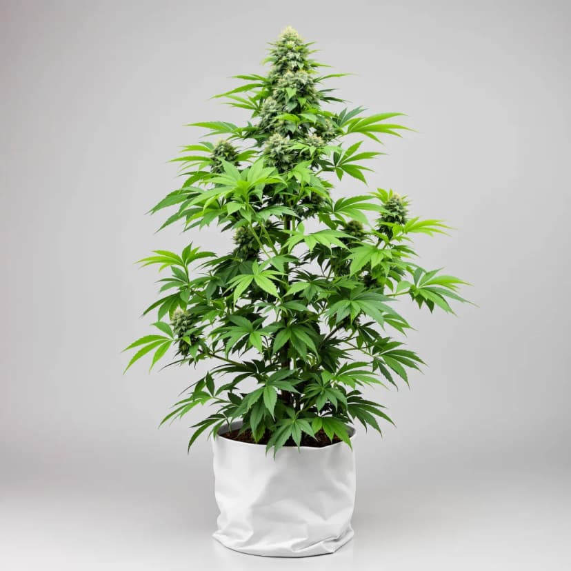 13 Dawgs feminized cannabis plant