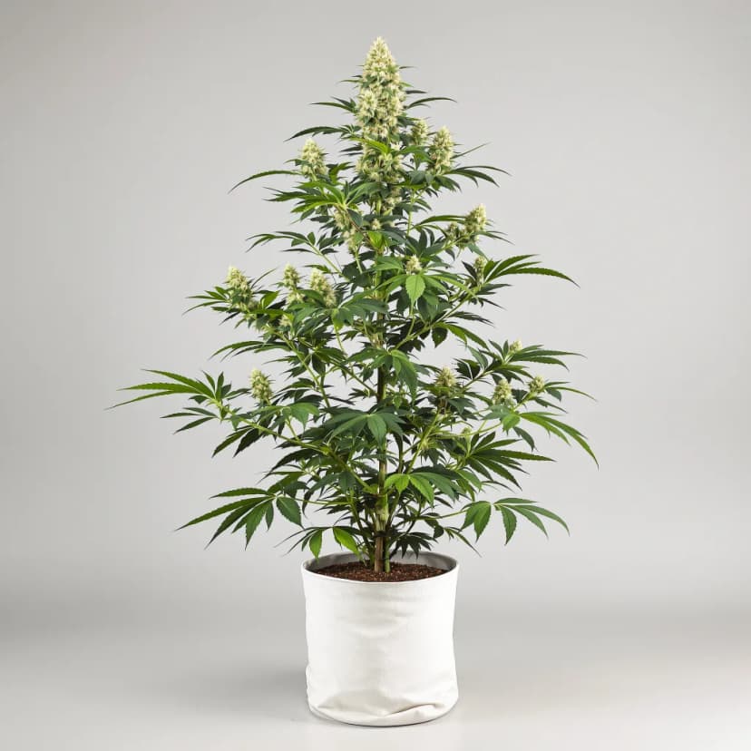 24k Gold feminized cannabis plant