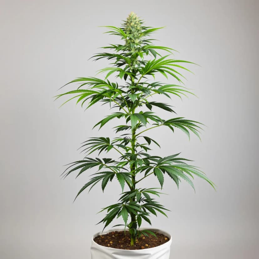 3 Kings feminized cannabis plant
