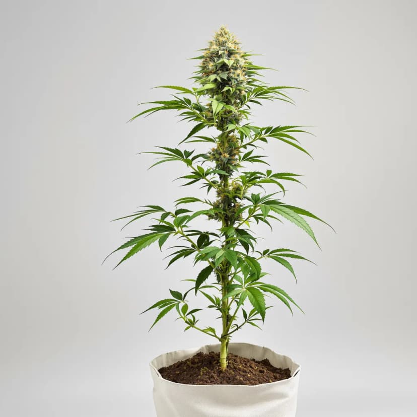 303 OG feminized cannabis plant