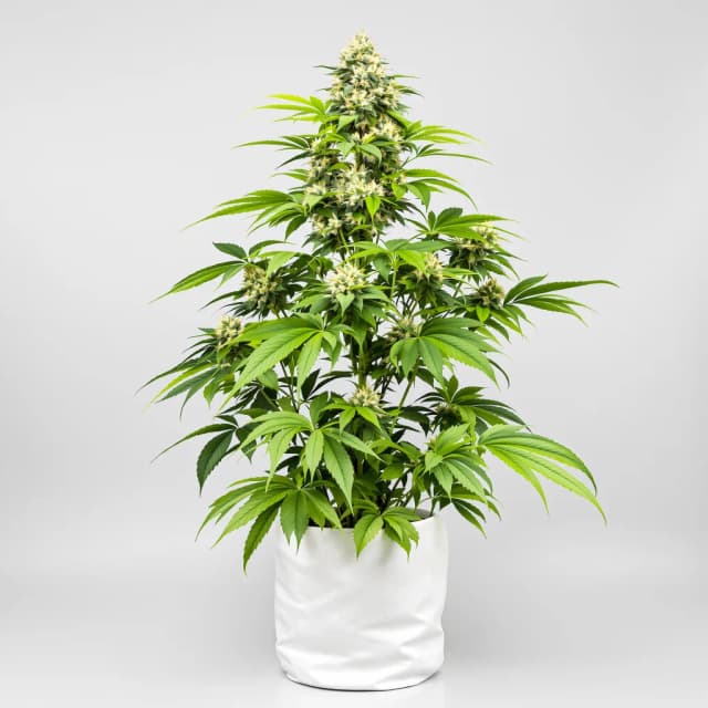 3X Crazy cannabis seeds packaging, Royal King Seeds USA