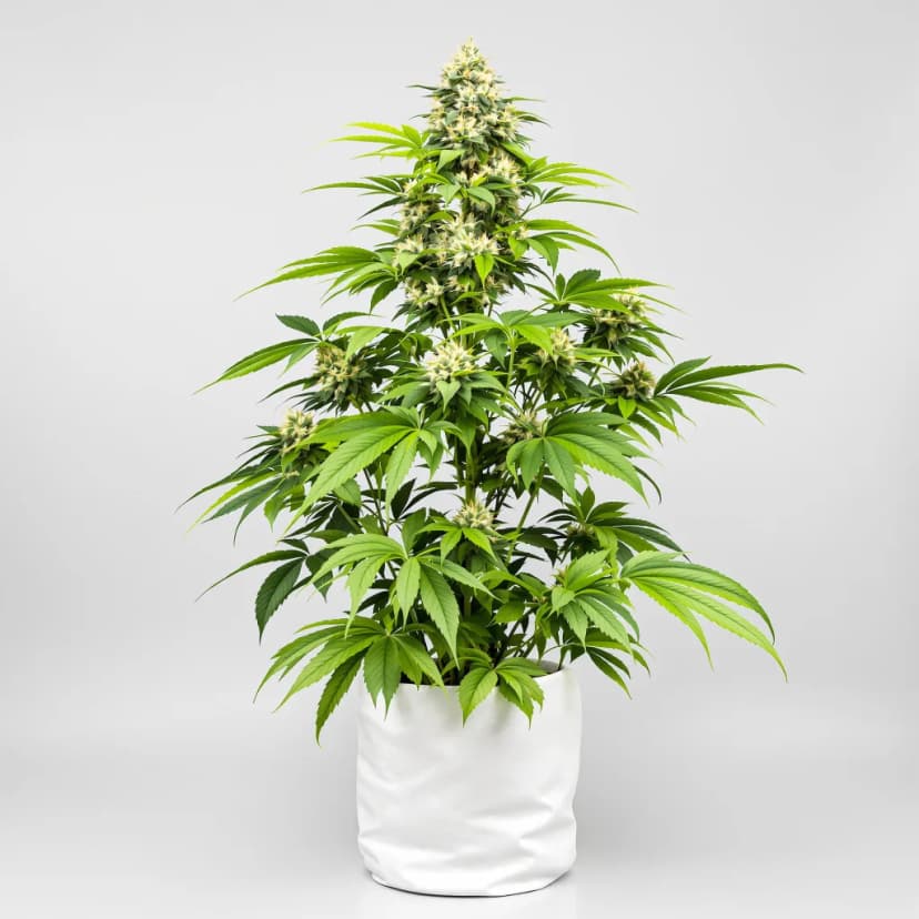 3X Crazy autoflower cannabis plant