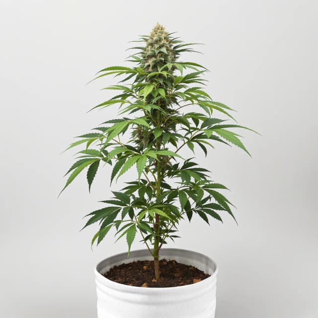 3X Crazy feminized cannabis plant