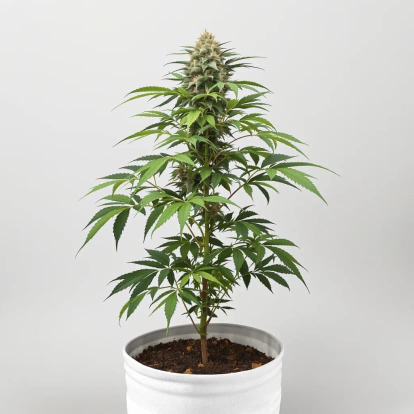 3X Crazy feminized cannabis plant