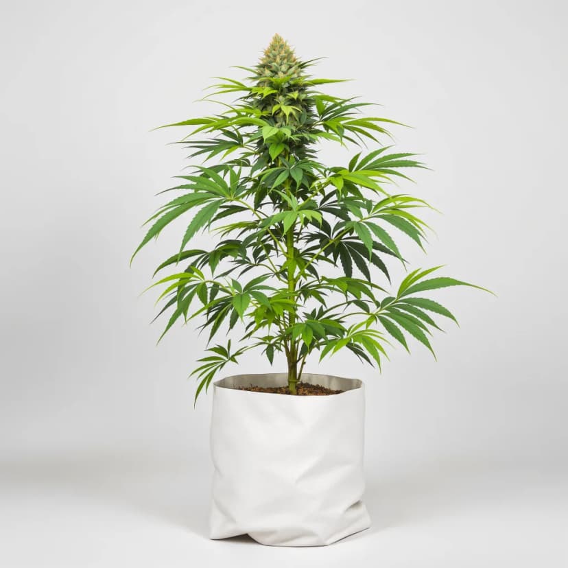 501st OG feminized cannabis plant