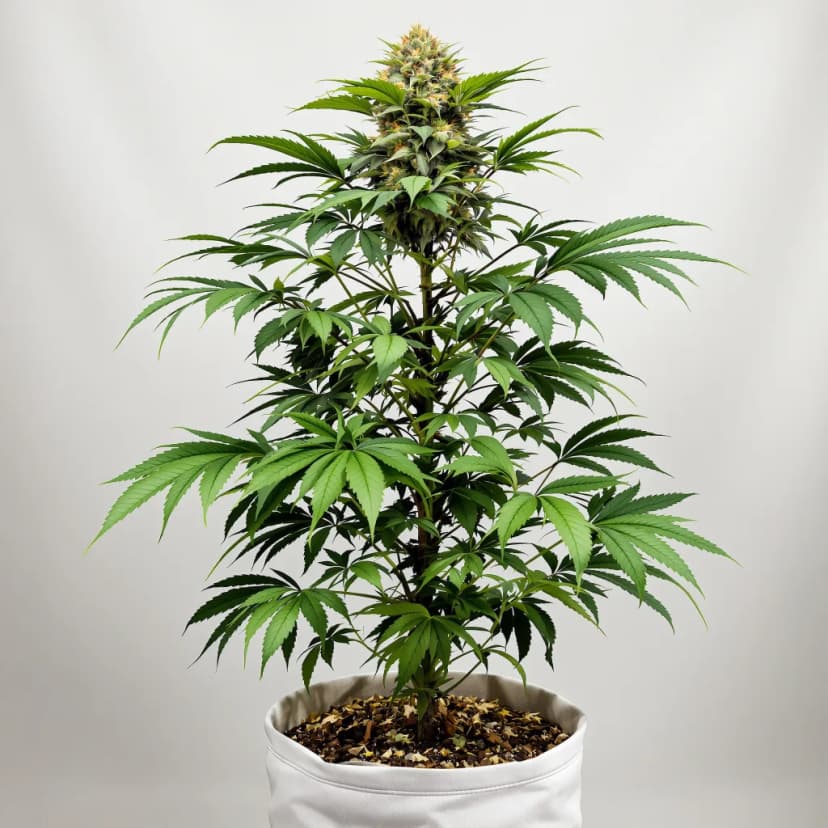 5th Element autoflower cannabis plant