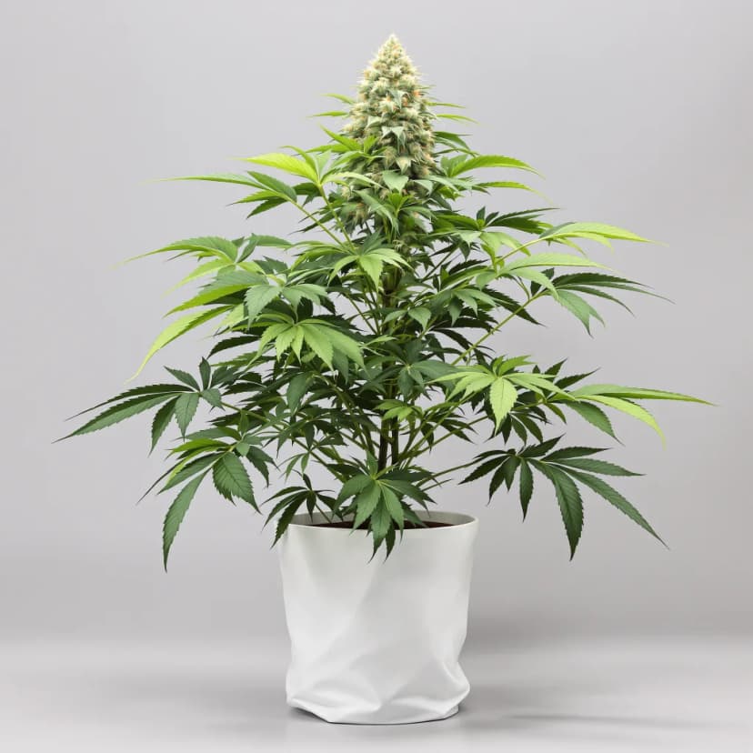 5th Element feminized cannabis plant