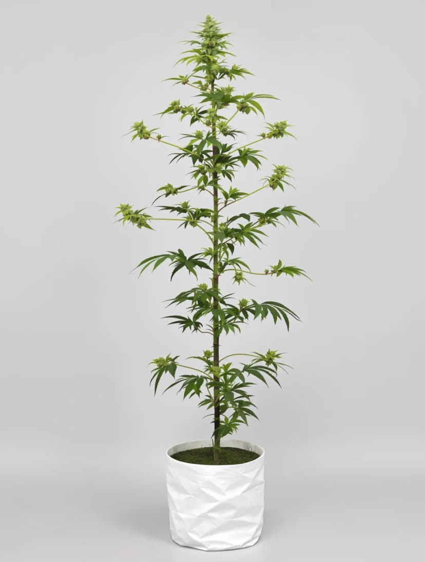 707 Headband feminized cannabis plant