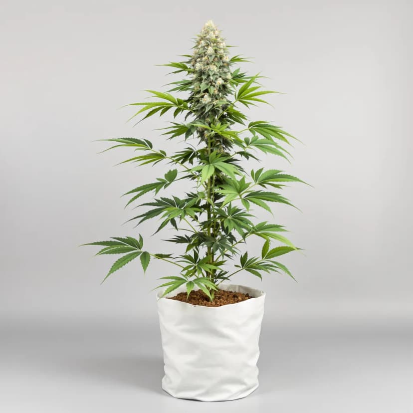 9 Pound Hammer feminized cannabis plant
