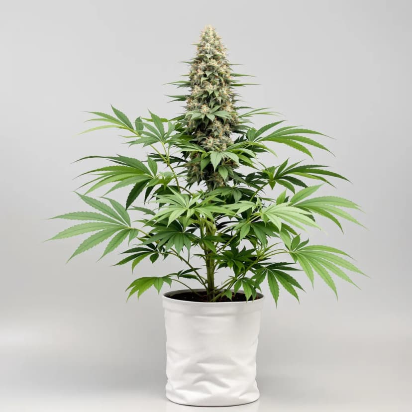 A-10 autoflower cannabis plant