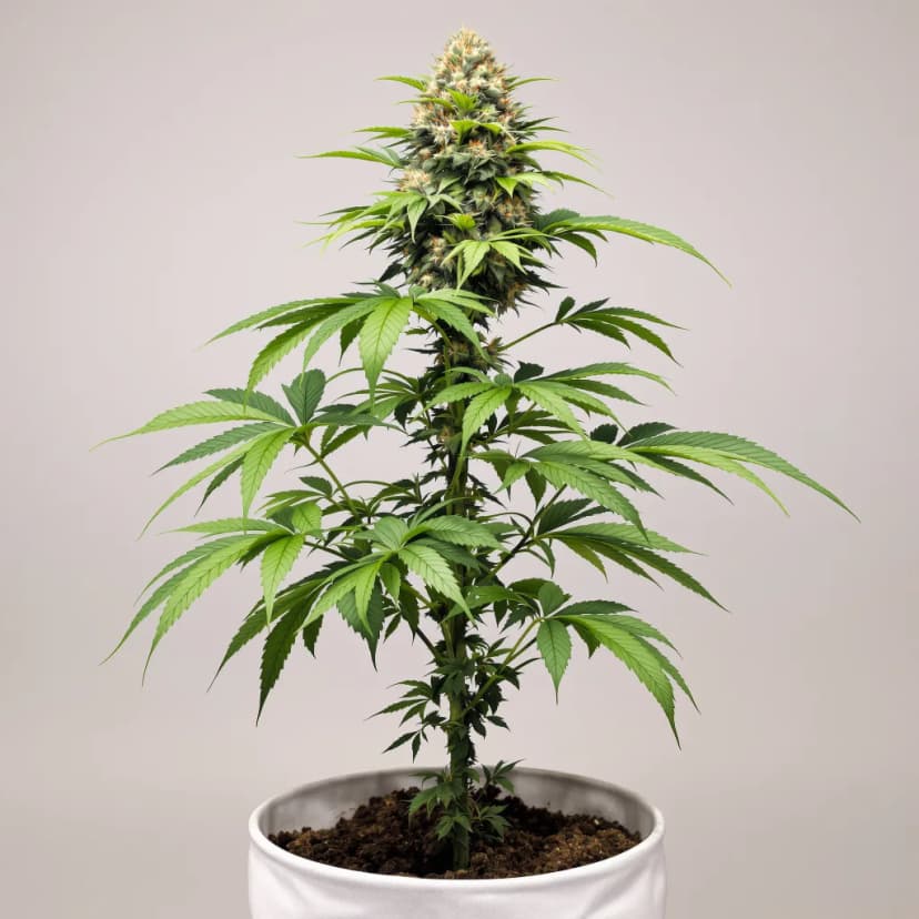 A-Train feminized cannabis plant