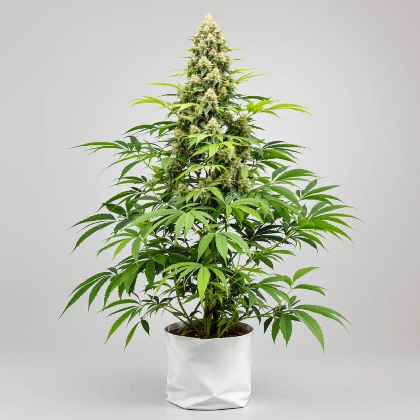 Aberdeen feminized cannabis plant
