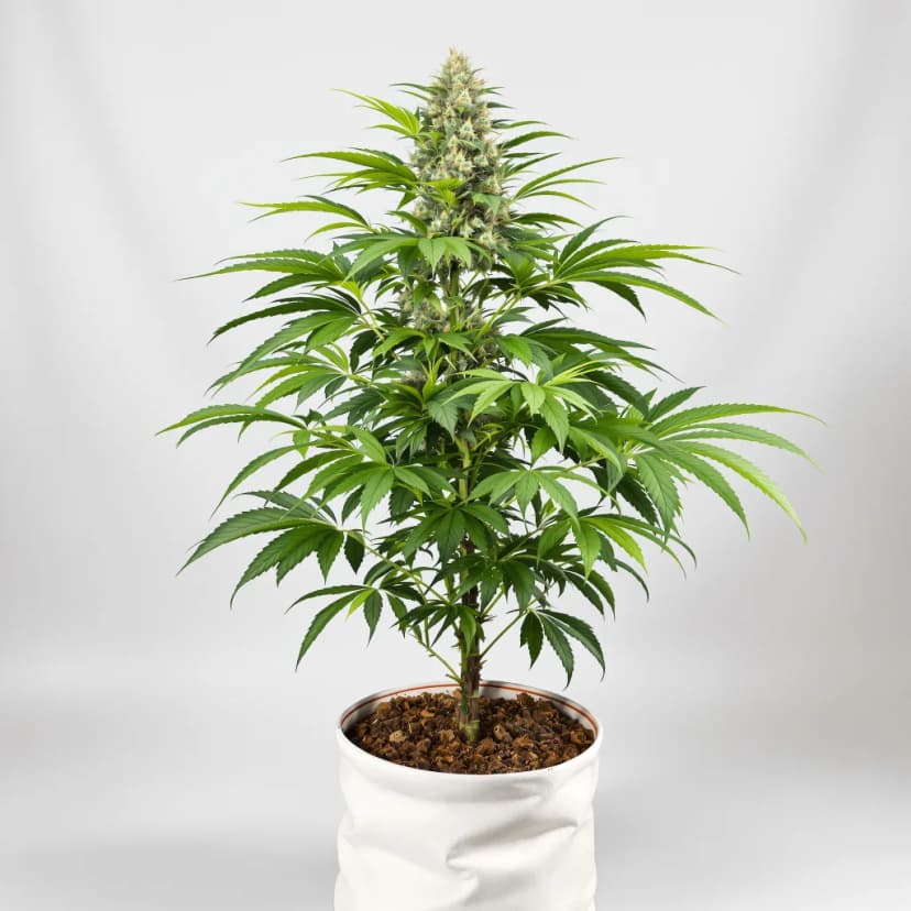 Abusive OG autoflower cannabis plant