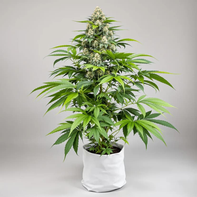Abusive OG feminized cannabis plant