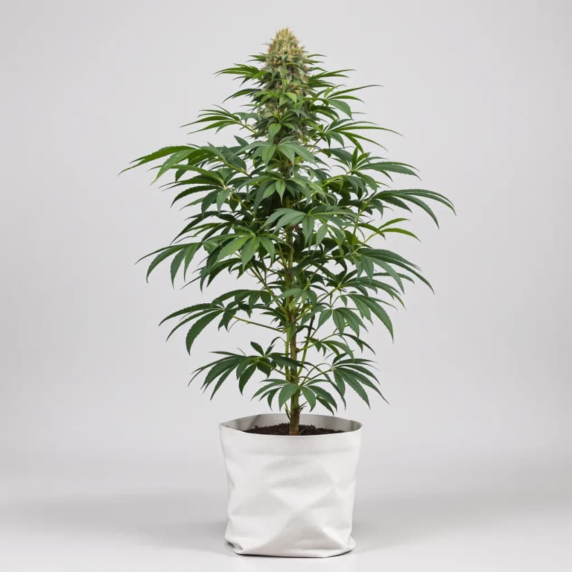 Ace Killer OG feminized cannabis plant