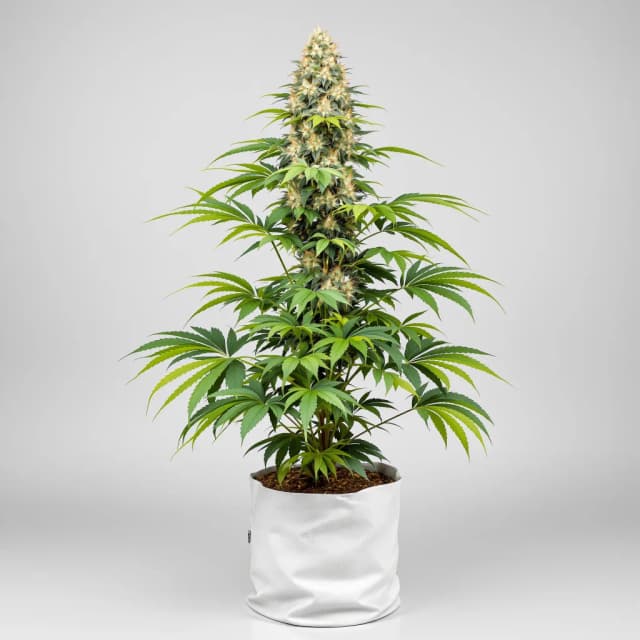 Ace of Spades cannabis seeds packaging, Royal King Seeds USA