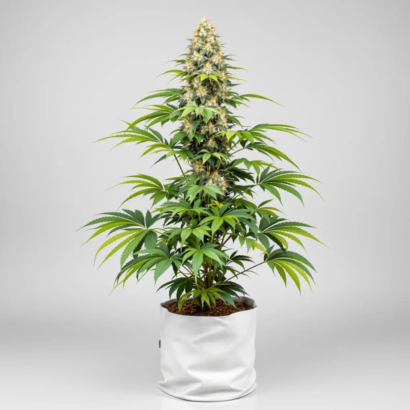Ace of Spades autoflower cannabis plant