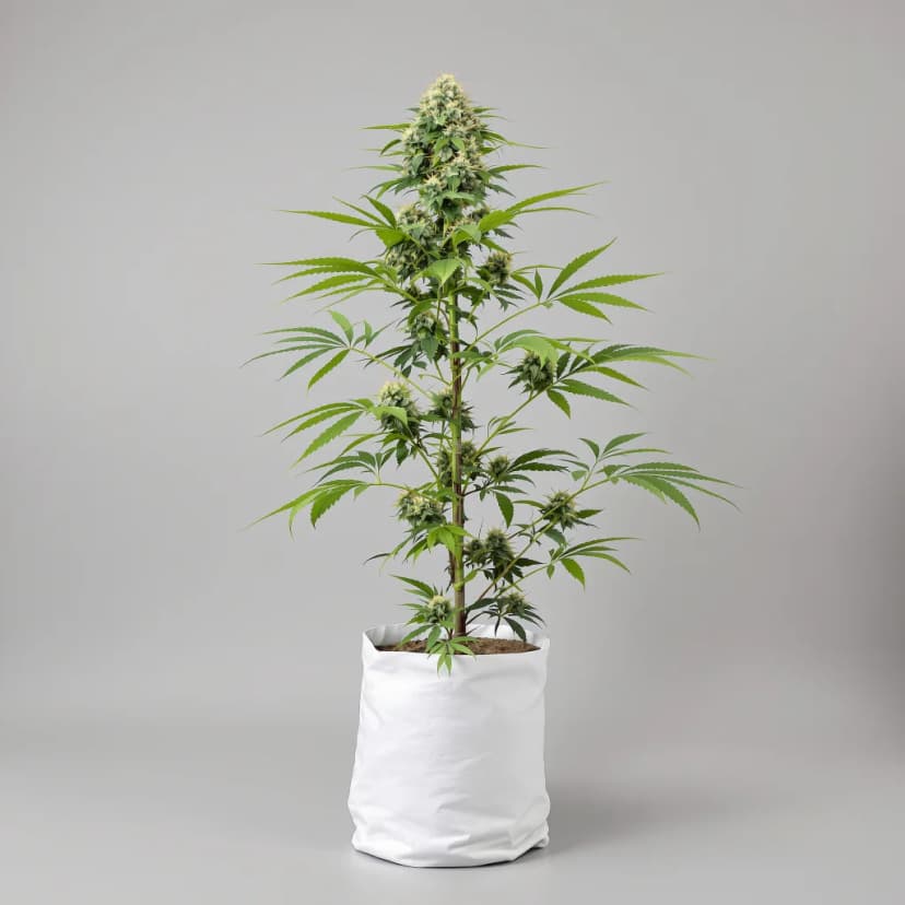 Adios feminized cannabis plant