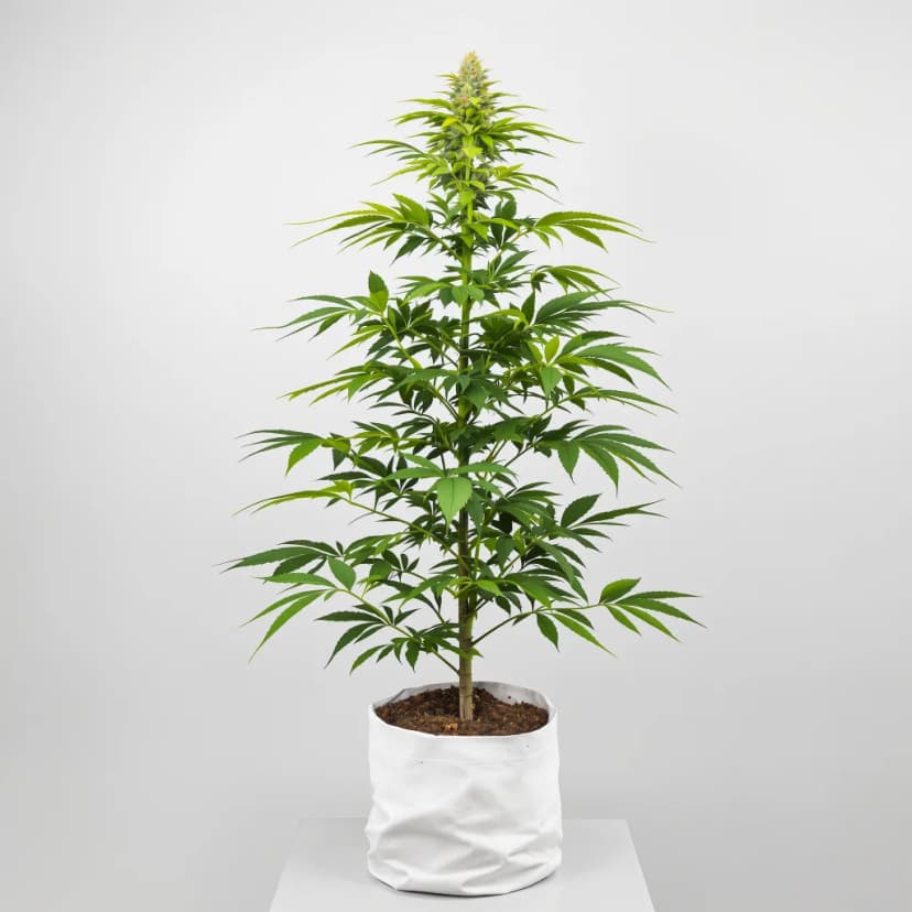 Afcrack feminized cannabis plant