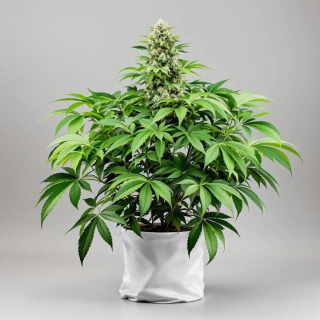 Afghan cannabis seeds packaging, Royal King Seeds USA