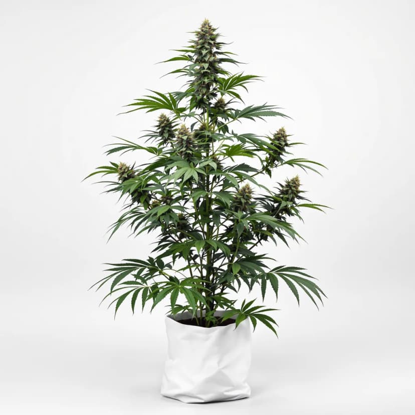 Afghan Big Bud autoflower cannabis plant